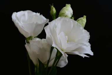 Siyah arkaplanda beyaz Eustoma çiçekleri