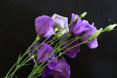 Bir buket mor Eustoma çiçeği. 