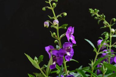 Çiçekli arka plan, güzel çiçekleri kapat.  