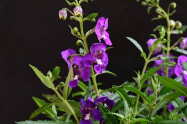 Çiçekli arka plan, güzel çiçekleri kapat.  