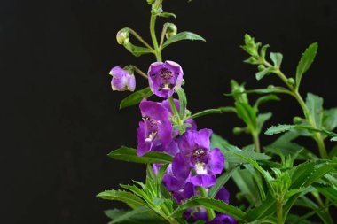 Çiçekli arka plan, güzel çiçekleri kapat.  