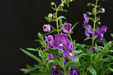 Çiçekli arka plan, güzel çiçekleri kapat.  