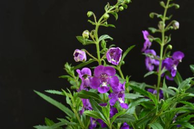 Çiçekli arka plan, güzel çiçekleri kapat.  