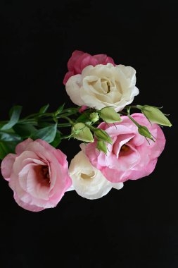 Koyu arkaplanda güzel Eustoma çiçekleri