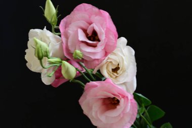 Koyu arkaplanda güzel Eustoma çiçekleri