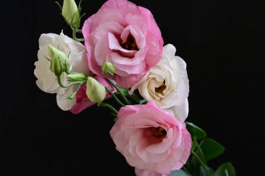 Koyu arkaplanda güzel Eustoma çiçekleri