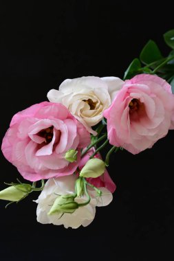 Koyu arkaplanda güzel Eustoma çiçekleri