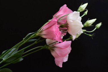 Koyu arkaplanda güzel Eustoma çiçekleri