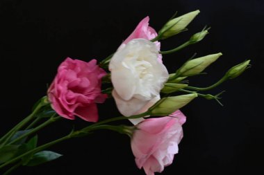 Koyu arkaplanda güzel Eustoma çiçekleri