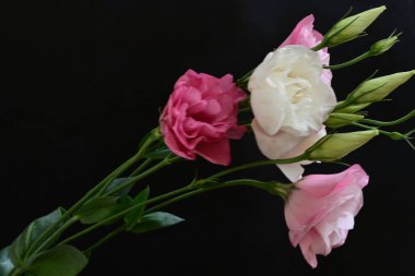 Koyu arkaplanda güzel Eustoma çiçekleri