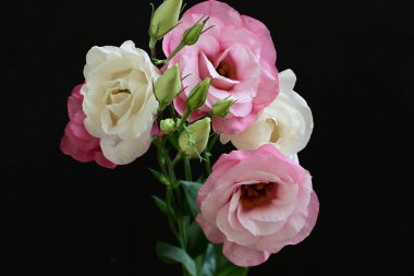 Koyu arkaplanda güzel Eustoma çiçekleri