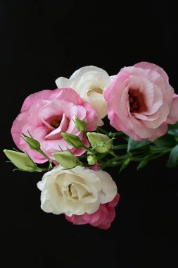 Koyu arkaplanda güzel Eustoma çiçekleri