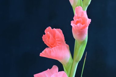 Siyah arkaplanda gladiolus çiçeğini kapat 