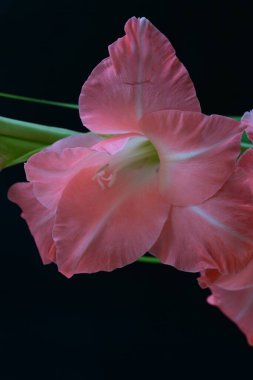 Güzel Gladiolus çiçekleri siyah arkaplanda 