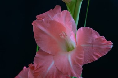 Siyah arka planda Gladiolus çiçeklerinin stüdyo çekimi 