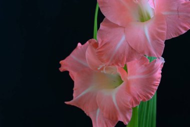 Siyah arkaplanda gladiolus çiçeğini kapat 