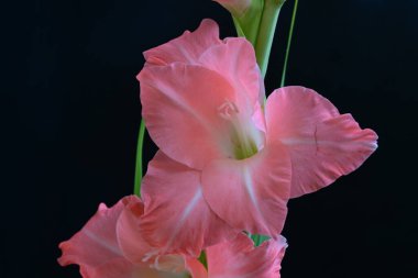 Siyah arkaplanda gladiolus çiçeğini kapat 