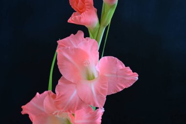 Siyah arkaplanda gladiolus çiçeğini kapat 