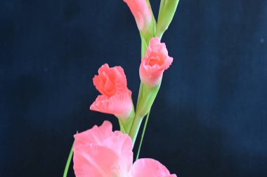 Siyah arkaplanda gladiolus çiçeğini kapat 