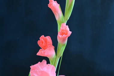Siyah arkaplanda gladiolus çiçeğini kapat 