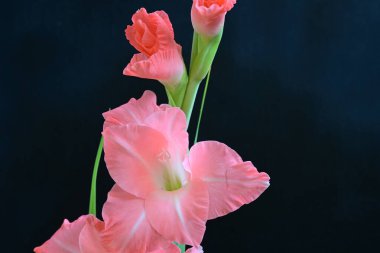 Siyah arkaplanda gladiolus çiçeğini kapat 