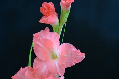 Siyah arkaplanda gladiolus çiçeğini kapat 