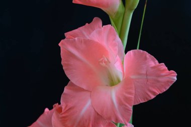 Siyah arkaplanda gladiolus çiçeğini kapat 