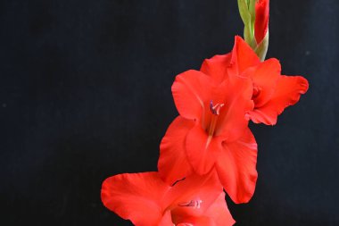 Siyah arkaplanda gladiolus çiçeğini kapat 