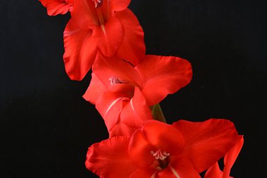 Siyah arkaplanda gladiolus çiçeğini kapat 