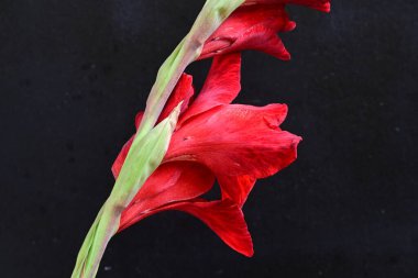 Siyah arkaplanda gladiolus çiçeğini kapat 
