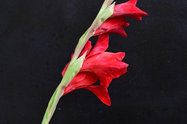 Siyah arkaplanda gladiolus çiçeğini kapat 