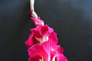 Siyah arkaplanda gladiolus çiçeğini kapat 