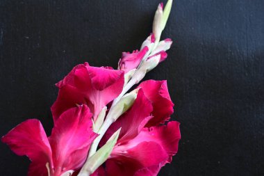 Siyah arkaplanda gladiolus çiçeğini kapat 