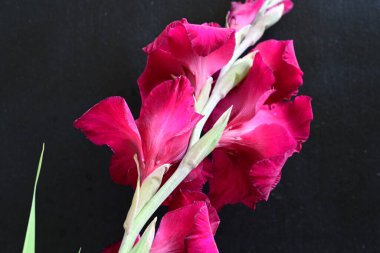 Siyah arkaplanda gladiolus çiçeğini kapat 