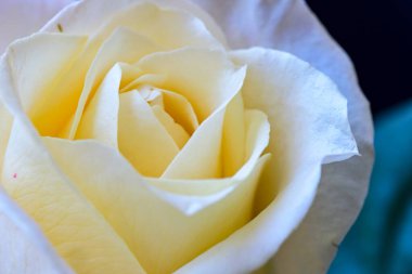 Çiçekli arka plan, güzel çiçekleri kapat.  