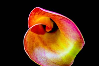 Çiçekli arka plan, güzel çiçekleri kapat.  