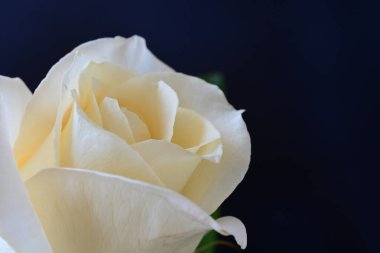 Çiçekli arka plan, güzel çiçekleri kapat.  