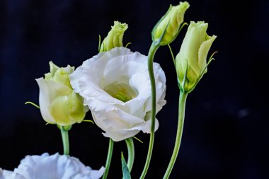 Çiçekli arka plan, güzel çiçekleri kapat.  