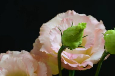 Çiçekli arka plan, güzel çiçekleri kapat.  