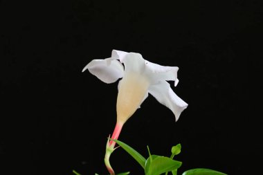 Siyah arka planda güzel beyaz çiçek