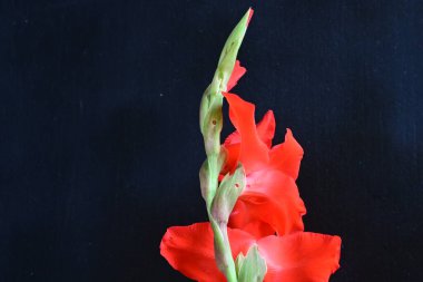 Güzel kırmızı gladiolus çiçeği siyah arkaplanı kapat