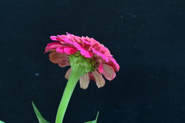 Siyah arka planda zinnia çiçeği 