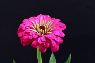 Siyah arka planda zinnia çiçeği 