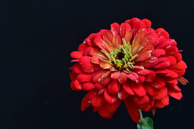 Siyah arka planda zinnia çiçeği 