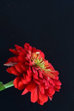 Siyah arka planda zinnia çiçeği 