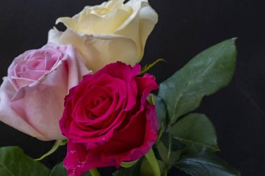 siyah arka plan üzerinde güzel gül buketi 