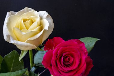 siyah arka plan üzerinde güzel gül buketi 