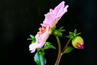 Siyah arkaplanda açan pembe çiçek 