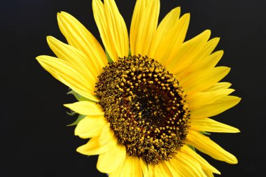 Siyah arka planda sarı ayçiçeği. Kapat - kapat 