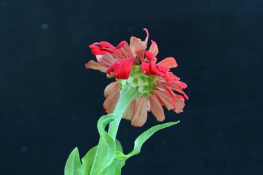Siyah arkaplanda kırmızı zinnia angustifolia çiçeği 